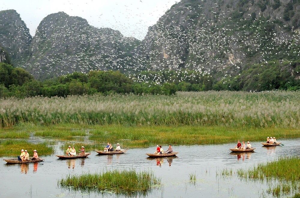 A boat journey through Van Long reveals poetic scenery where still waters reflect majestic limestone mountains